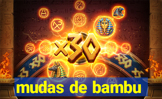 mudas de bambu
